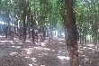 Đây là thời điểm tốt để tái canh cao su